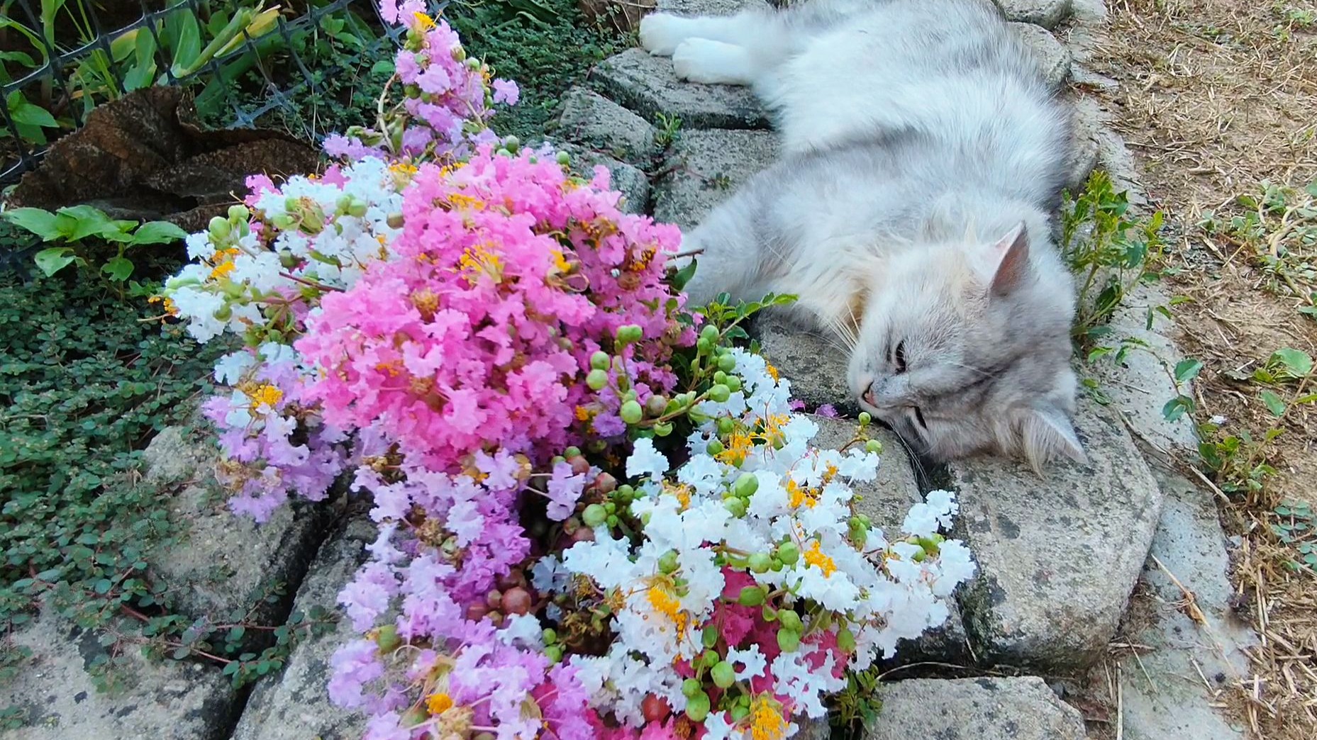 好久不见，忙了一个夏天！小猫们都好，小鹅也长大了