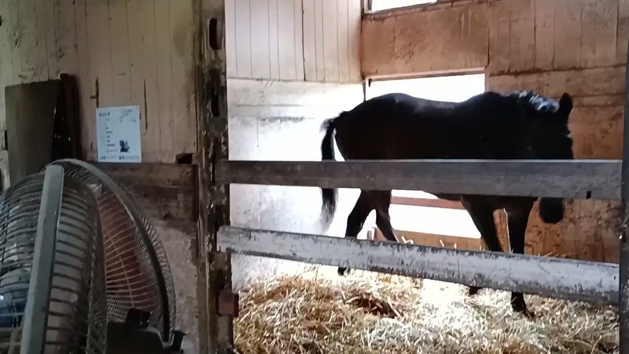 早餐前催促得特别厉害的猫猫拳