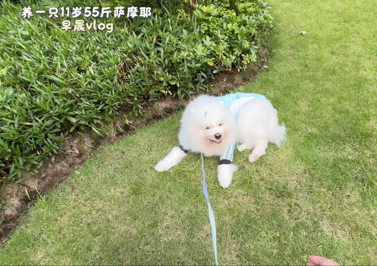你们养萨摩耶，我养萨摩爷vlog欢迎收看爷的退休养老生活