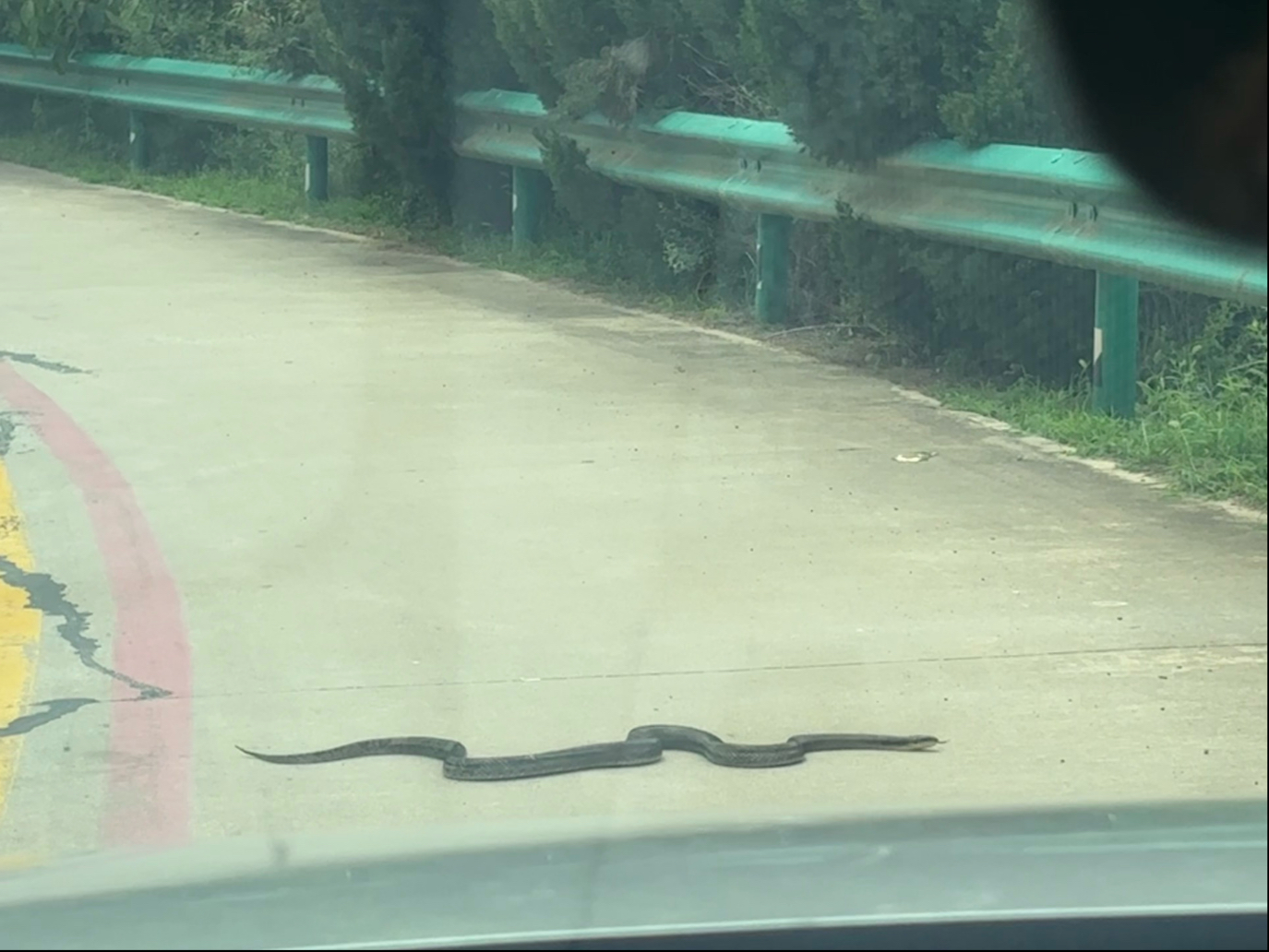 乡道遇到超大辣条过马路，这是什么蛇啊