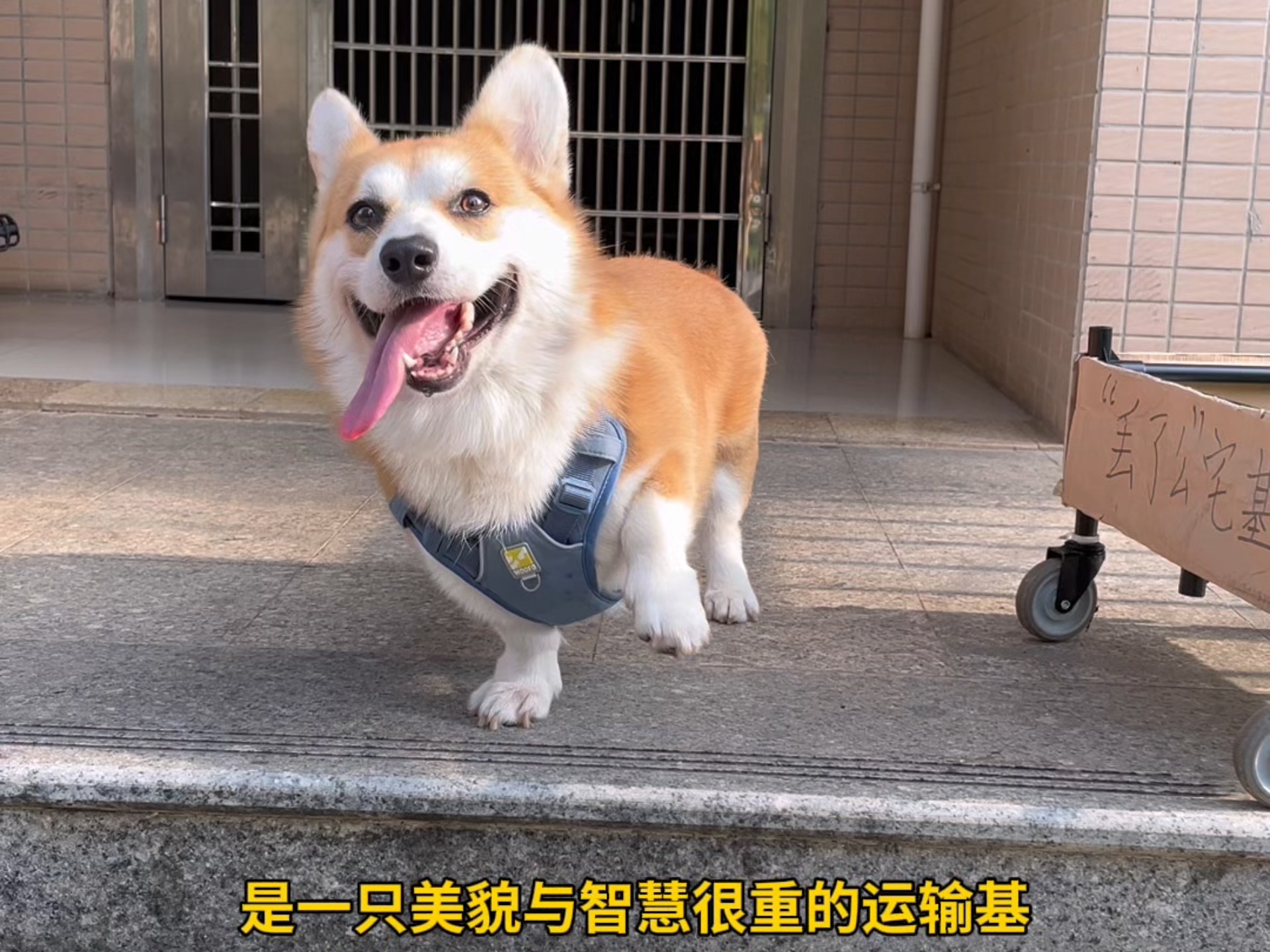 小狗：还有啥问题，尽管来问我吧