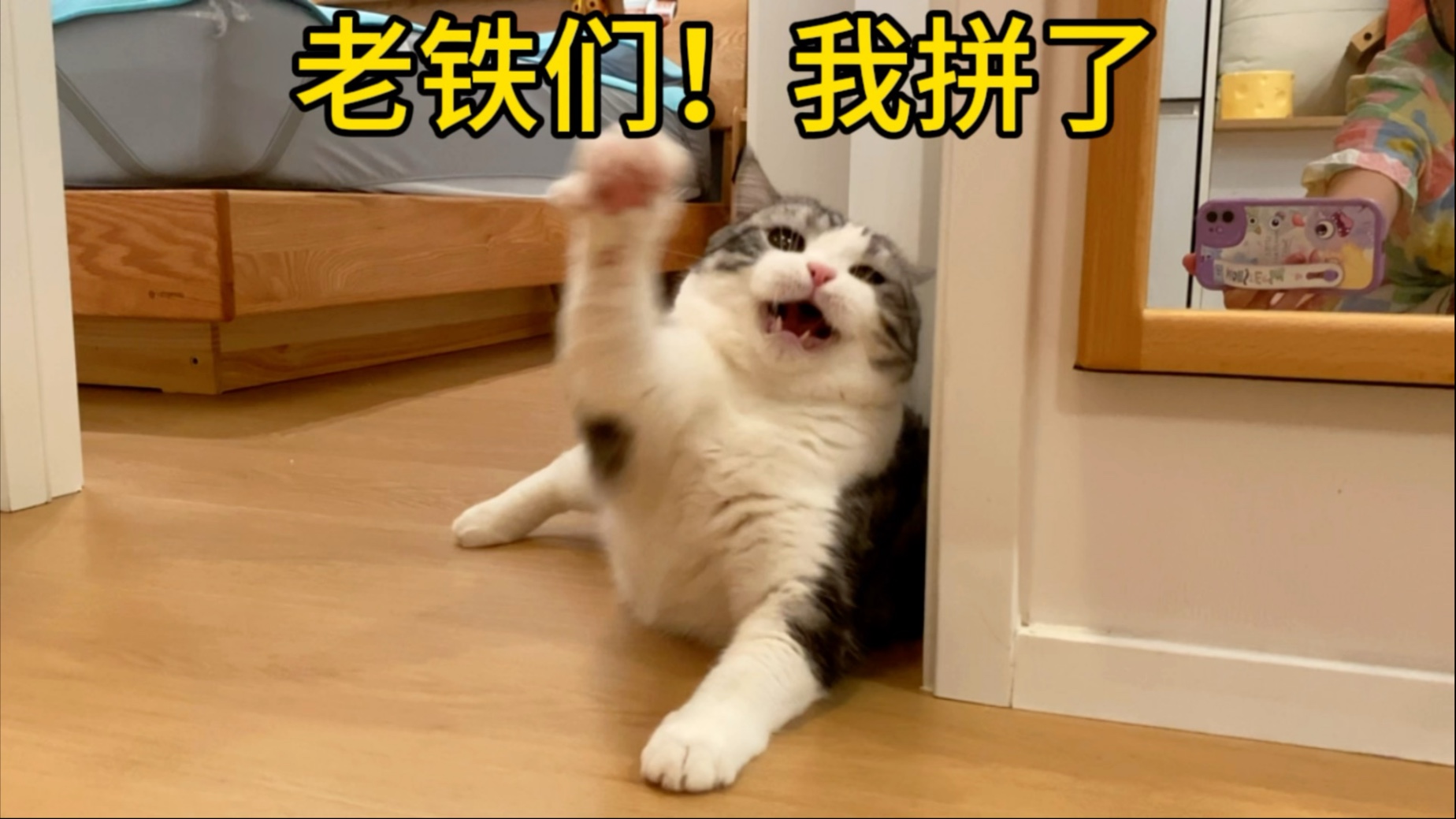 燃起来了！万年不运动的猪咪，听到我夸别猫时…