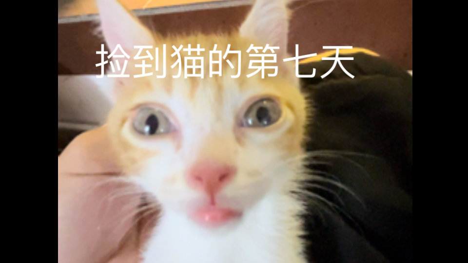 捡到猫的第七天 哈基哈基喵奶手