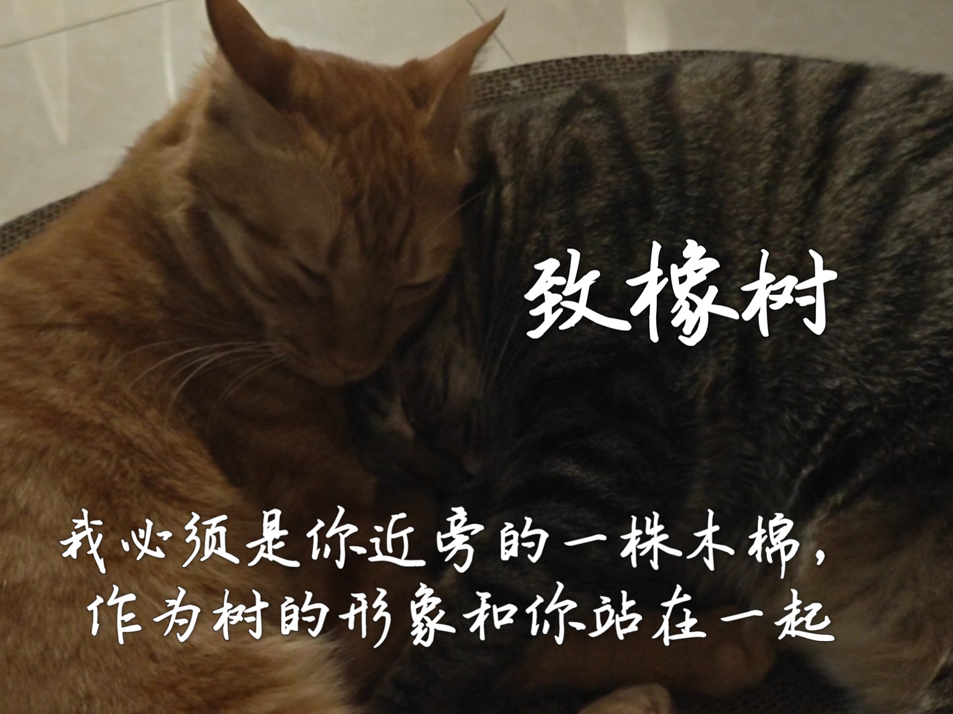 致橡树 大家觉得哪个bgm好，阿B能分P太方便了！