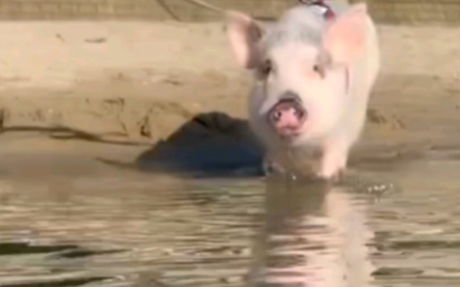 猪猪馅，海上巨兽！