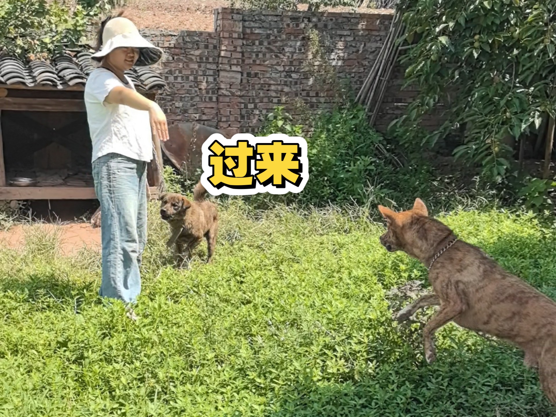 想让狗蛋滑轨上面跑跑，结果不对劲啊