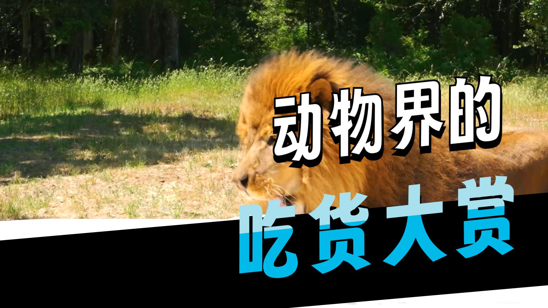 挑战给动物们做一顿五星级大餐