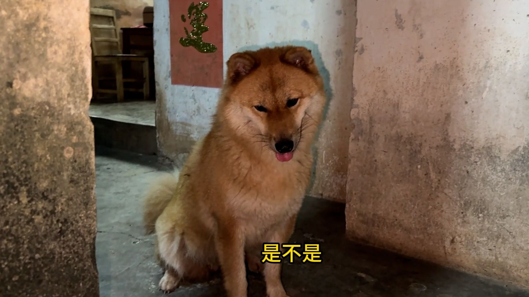 狗子：有骨头谁还吃饭啊