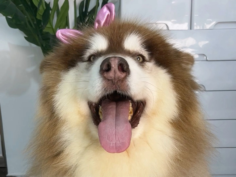 小狗要告诉你哦！当下遇到的小磨难，都是生活在积攒一个超大惊喜