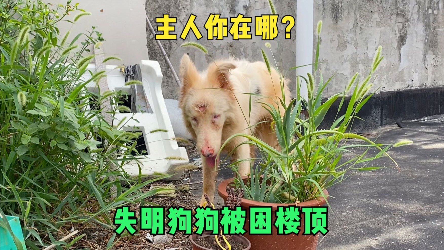 被困楼顶的瞎眼狗狗，艰难求生靠雨水续命，无助身影让人心碎