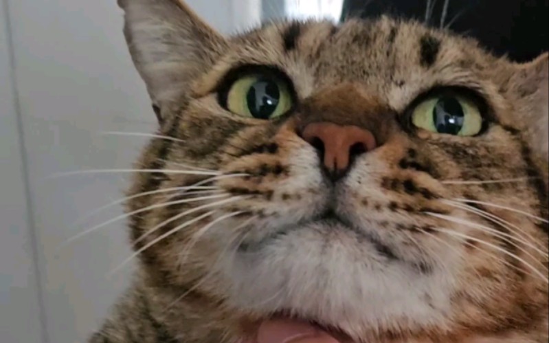 猫哥被大佬“玷污了”！