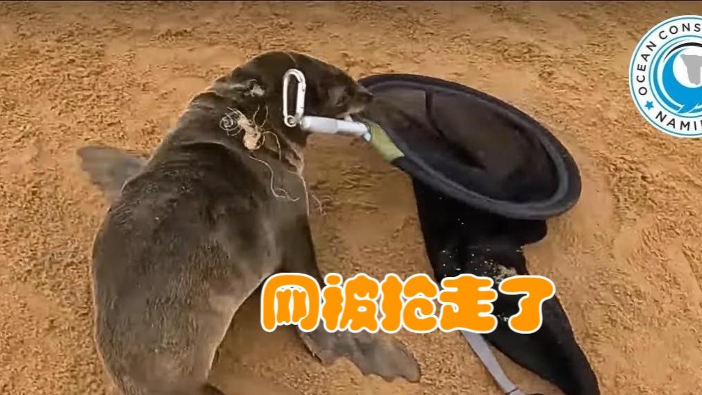 救援海狮合集：顽皮的小家伙，抢走了我们的救援网