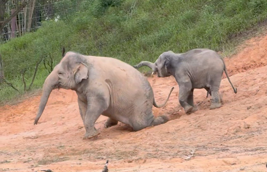 托恩：猪姨，我带你减减肥。小猪：我谢谢你
