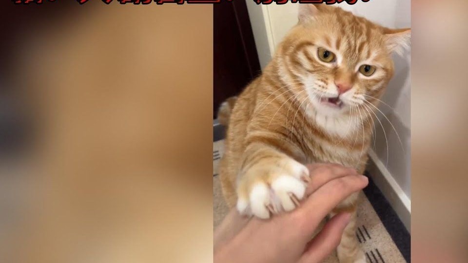 猫：人 请自重！别碰我嗷！ 可爱到爆炸的臭脸猫猫合集