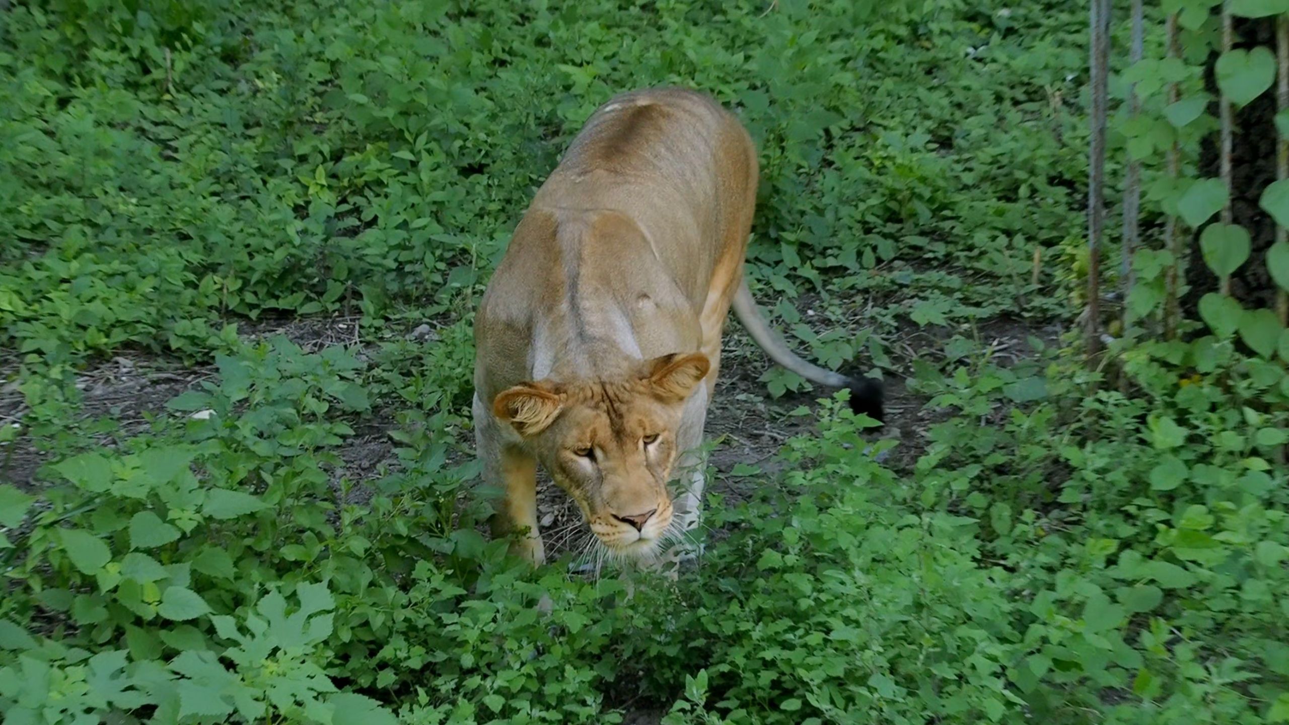 北京动物园非洲狮融融狩猎斑鸠失败20250810