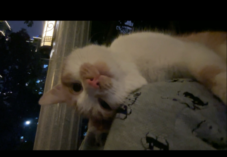用四分钟的视频来记录我和一只流浪小猫的故事