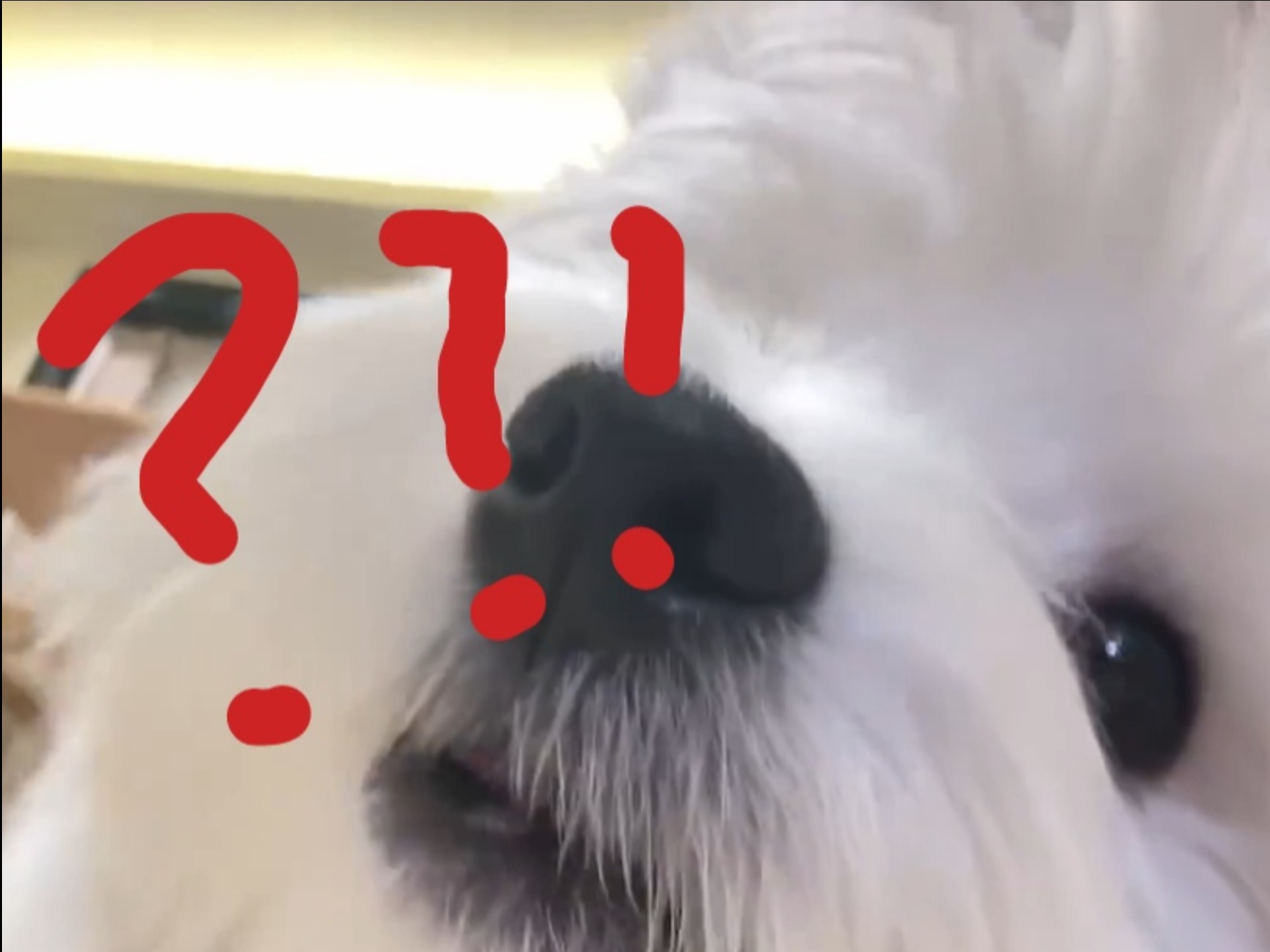 狗德培训班？！