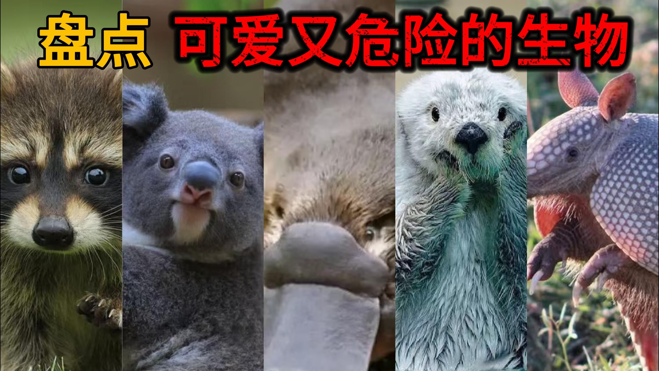【野物志】盘点那些可爱又危险的生物（二）