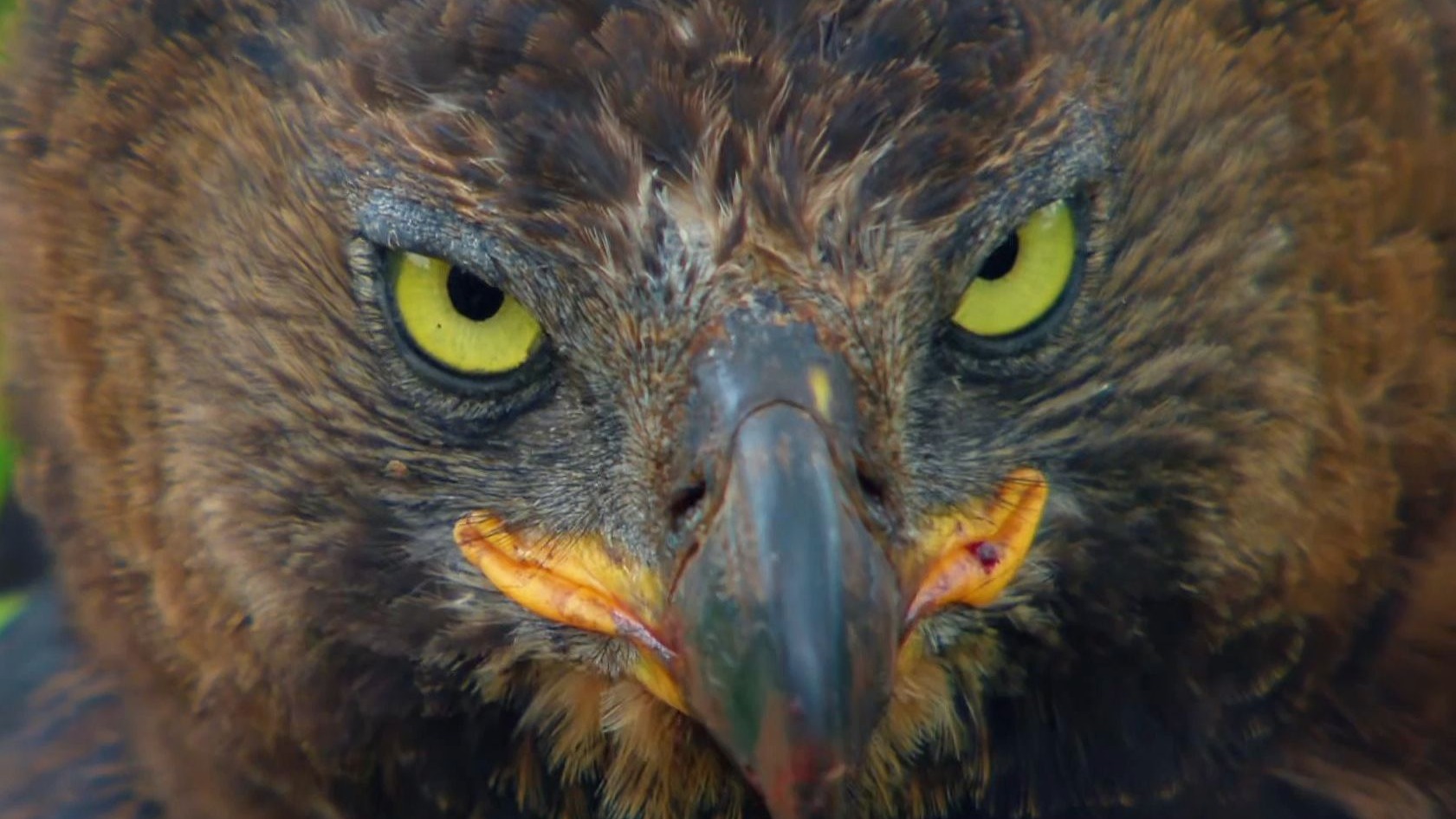 《没 刷 一 百 万，我 鸟 你 ？》