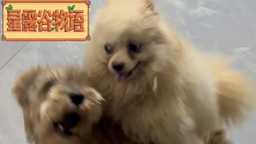 捡了只狗 本以为会是温馨小故事......