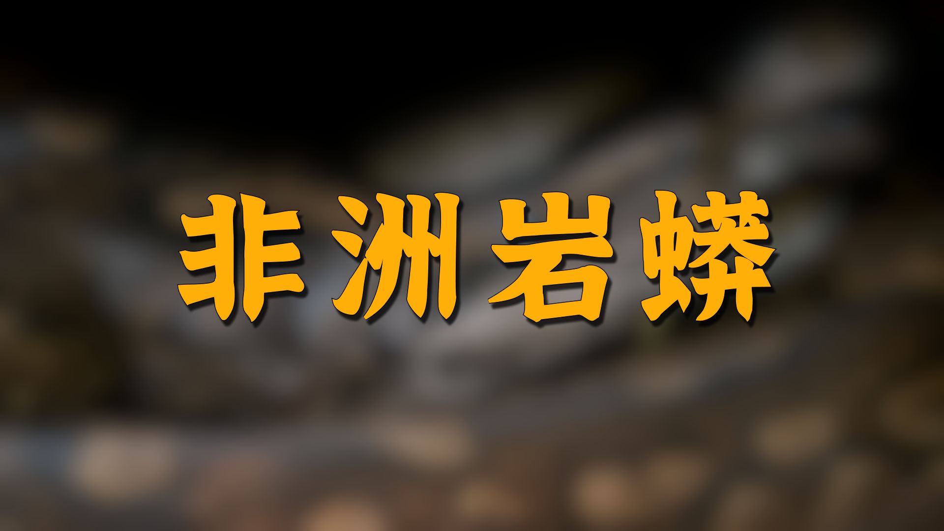 【慎入】非洲岩蟒：为母则不锈钢