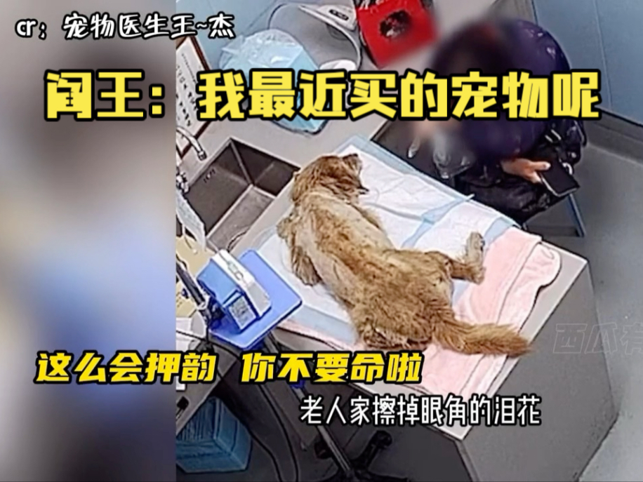 这放在整个兽医界都是相当炸裂的，素质 ^不详，医术精良！