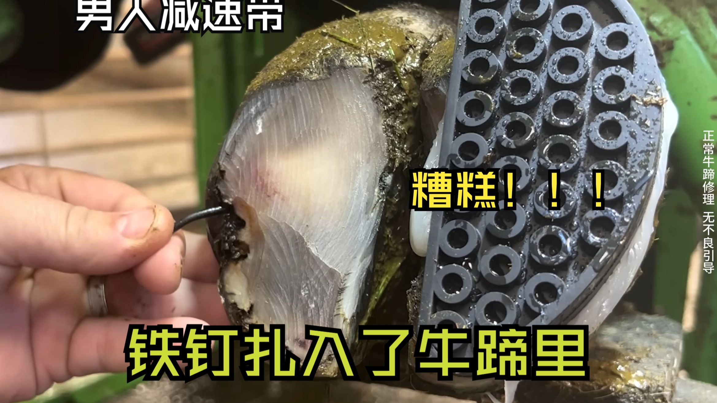 糟糕！糟糕！铁钉扎进了牛蹄里！男人减速带，解压修牛蹄