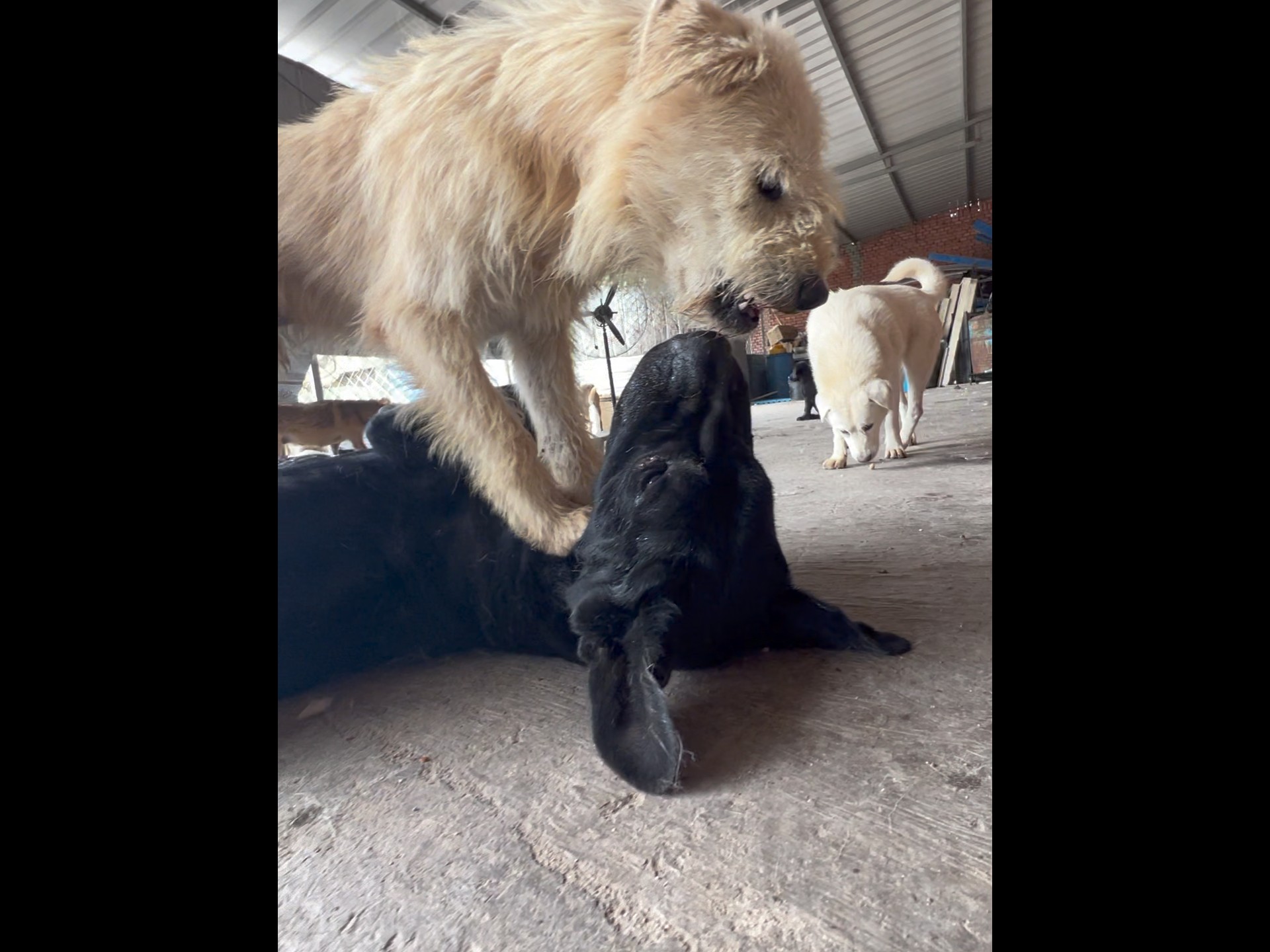 粉丝们都说长毛瘦了，于是拿了袋牛皮卷给它吃，它一个个都叼给了