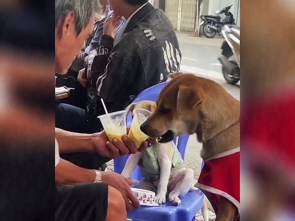 人类最好的家人