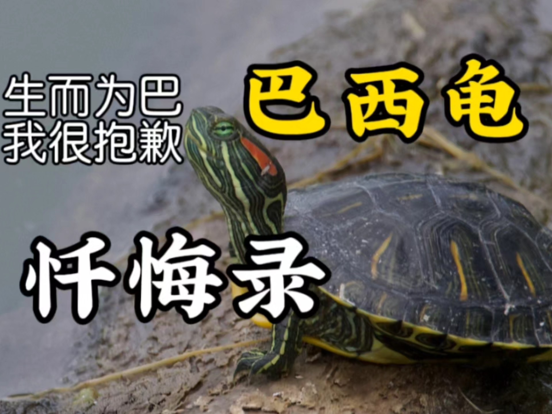 一只被弹弓击穿的巴西龟，最后的忏悔