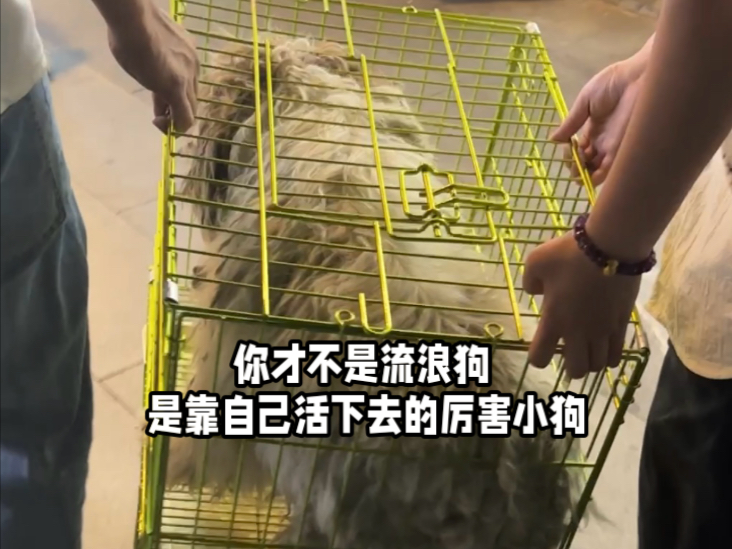 你才不是流浪狗 是靠自己活下去的厉害小狗