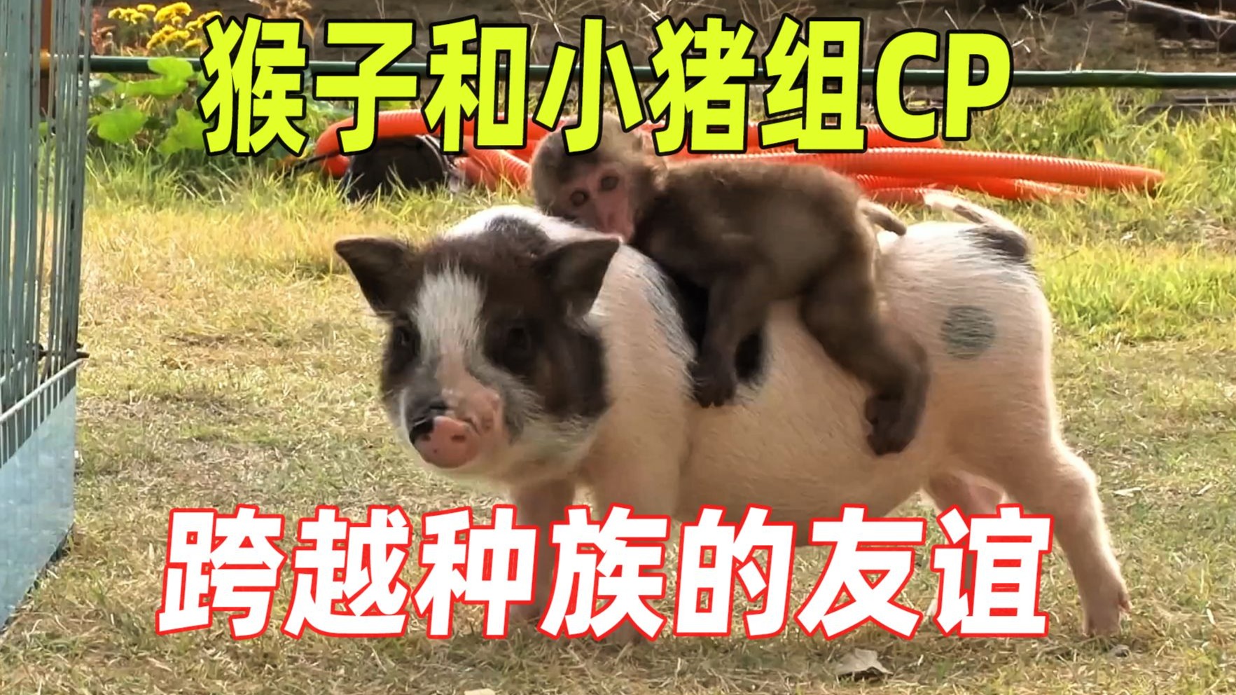 猴子和小猪成为了好朋友，每天形影不离的黏在一起，跨越种族的爱