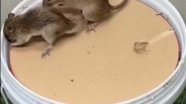 这样捕捉老鼠，既节能环保又不残忍