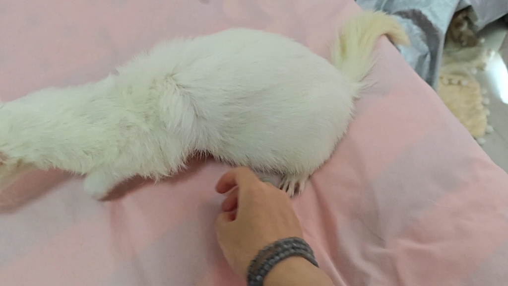 虚假的减肥
