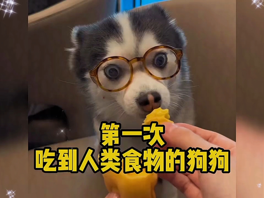 那些第一次吃到人类食物的狗狗