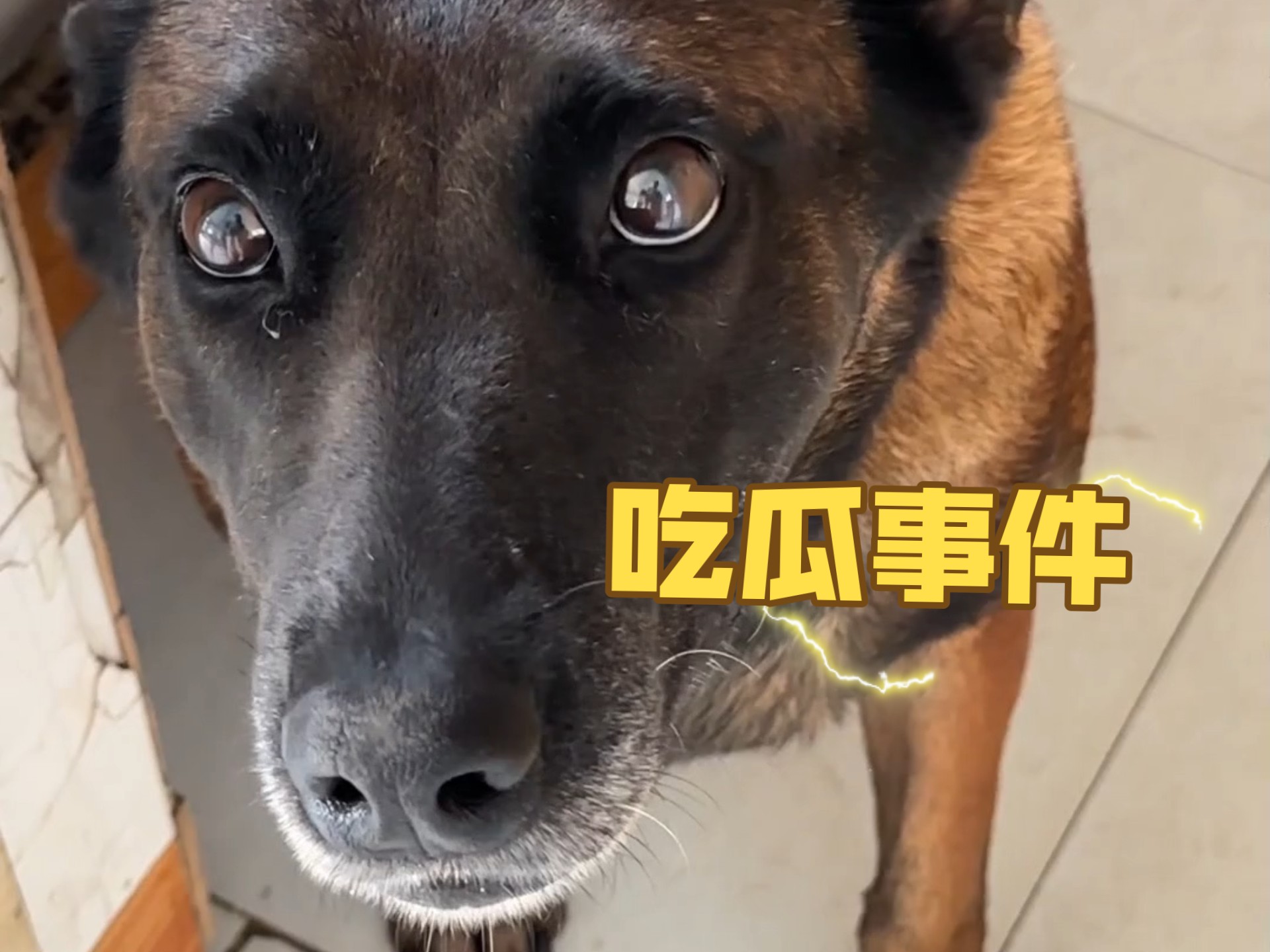 马犬嬢嬢:谁懂啊！再也不敢乱吃瓜了。。真相果然意料之中