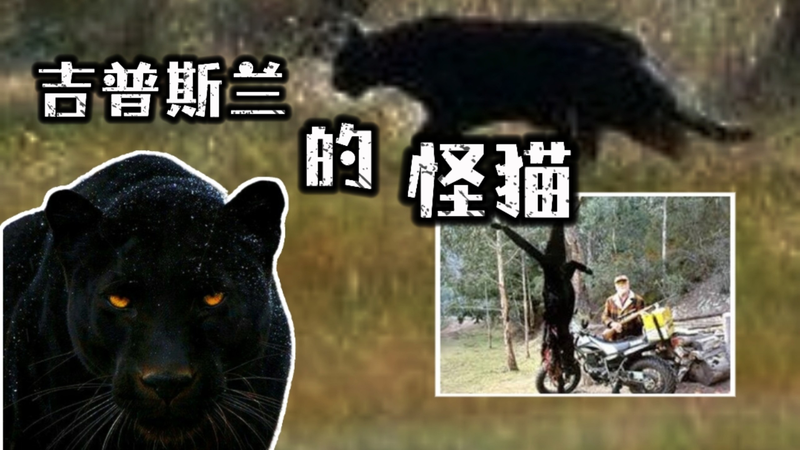 巨兽传说（4）未知生物屡次屠杀牲畜！揭晓神秘的澳洲黑猫.