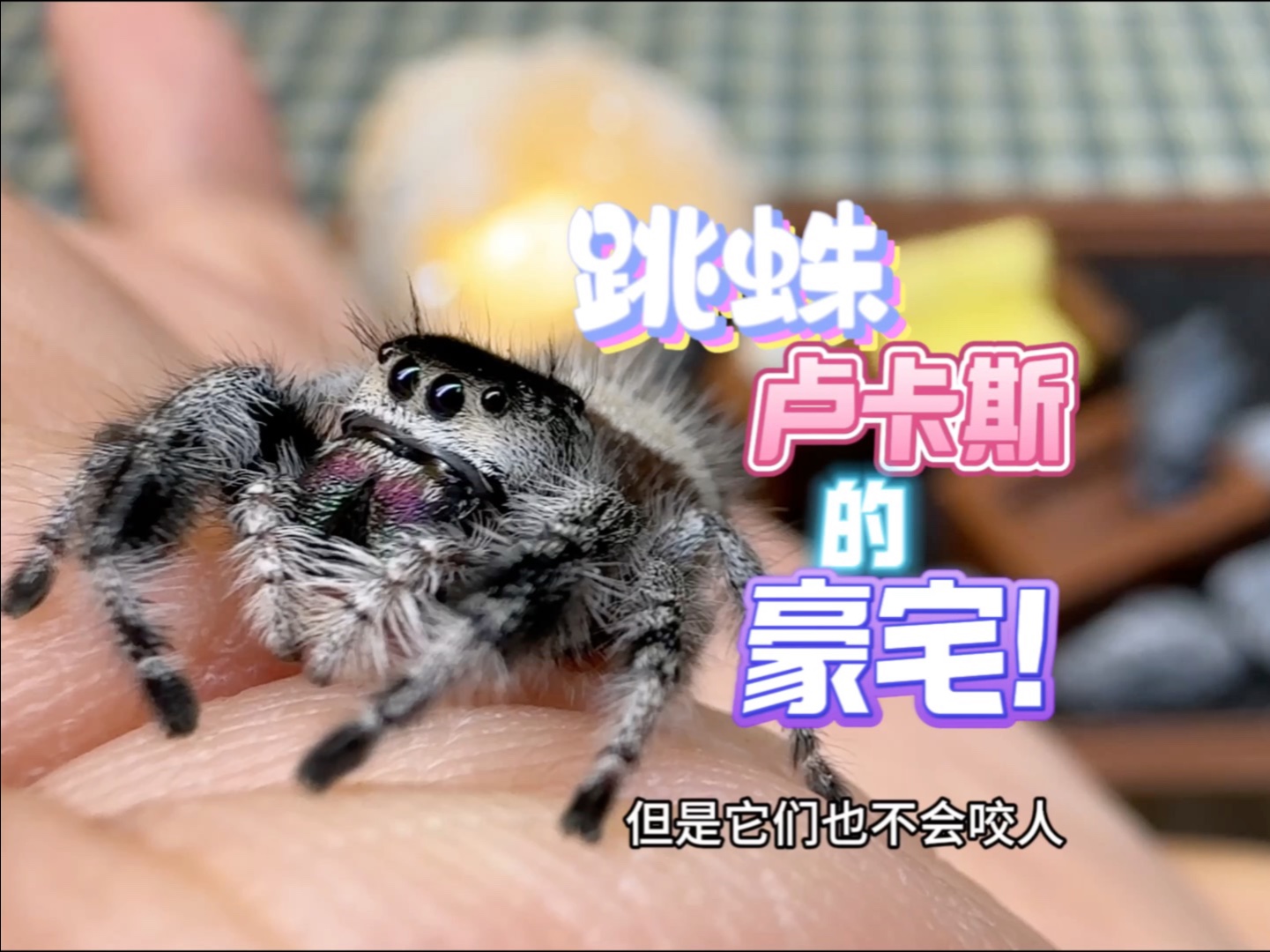 小跳蛛卢卡斯的豪宅环境布置