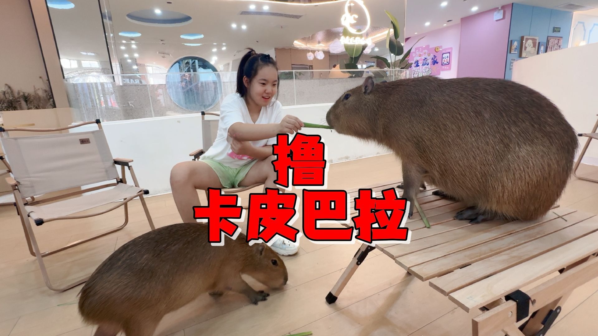 艾米弹吉他拿了金奖，妈妈居然奖励撸卡皮巴拉，又是被治愈的一天