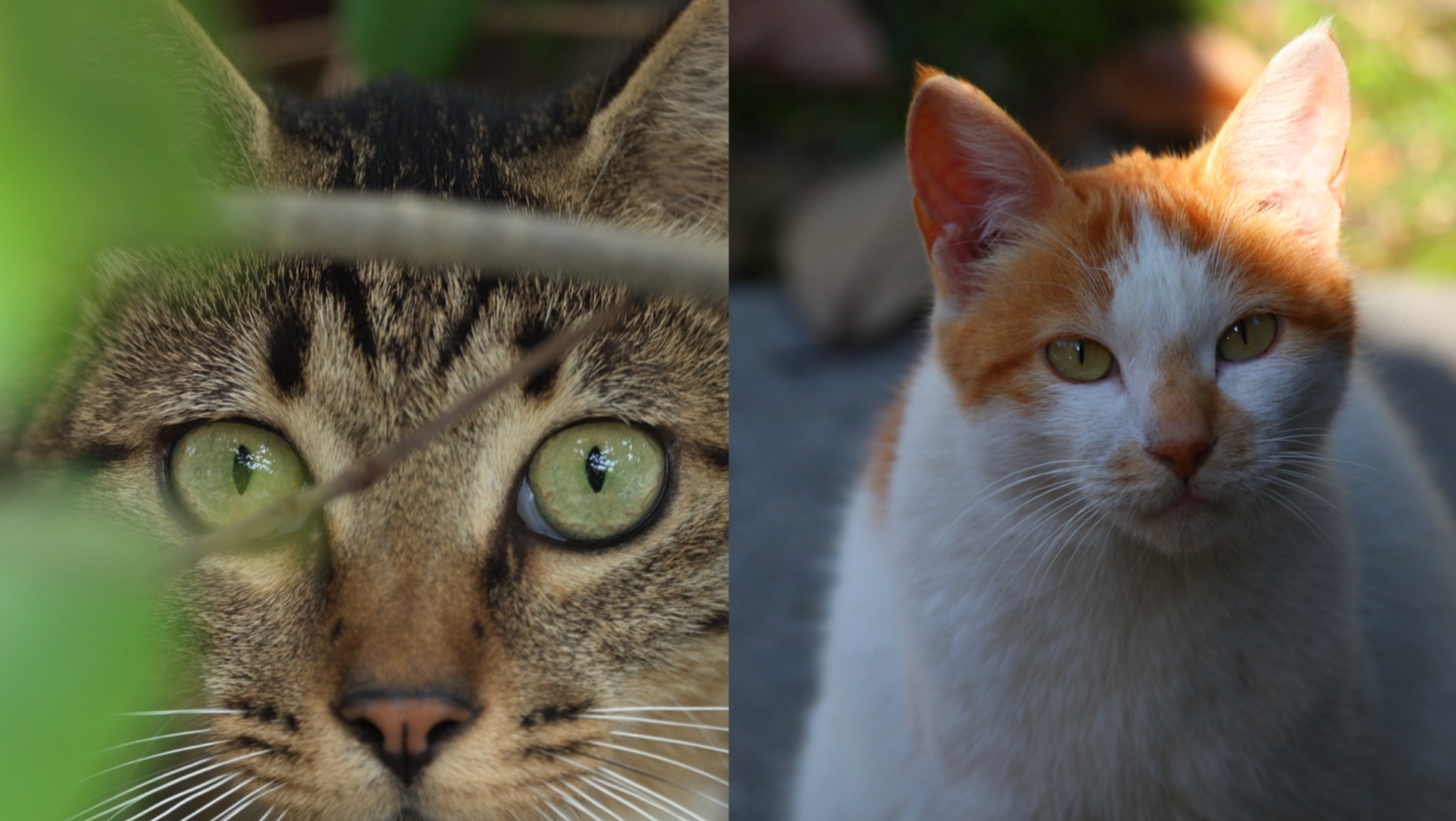 同样都是流浪猫 差距怎么就这么大呢？