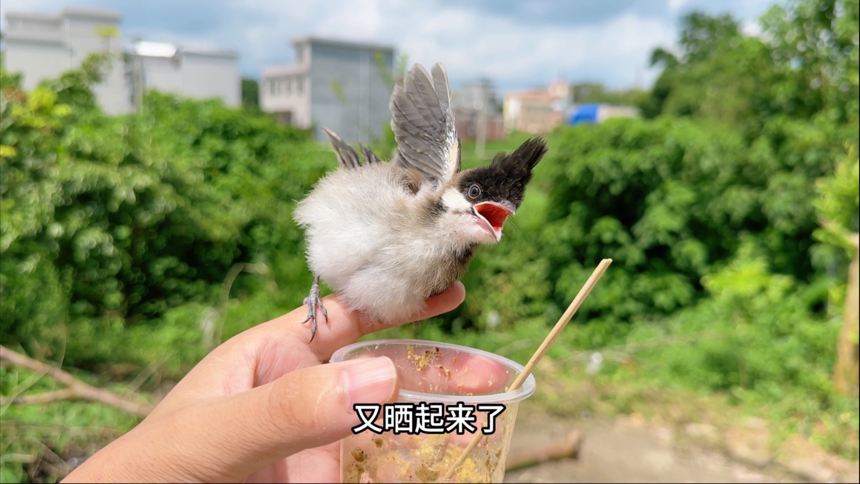 干饭跟晒太阳它选择先晒太阳！