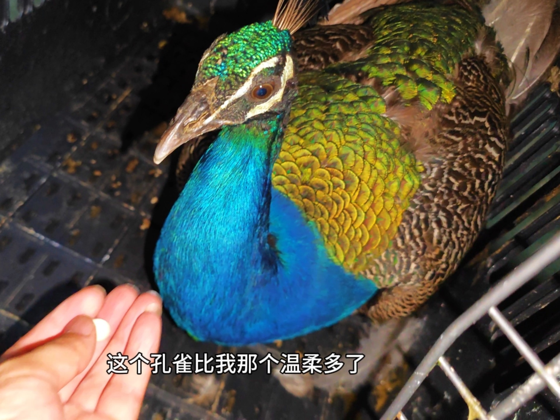 养了几年的孔雀刚没，这又来了一只！