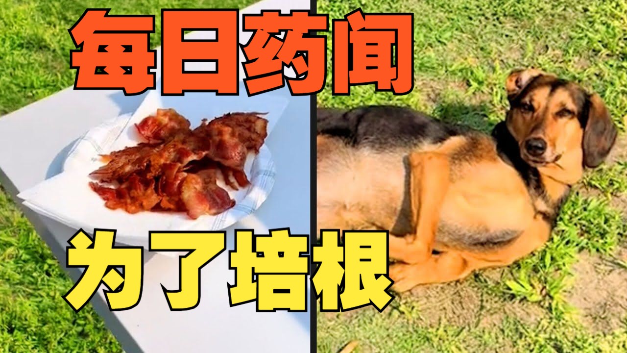 【每日药闻・宠物】为了培根，她什么都愿意做！