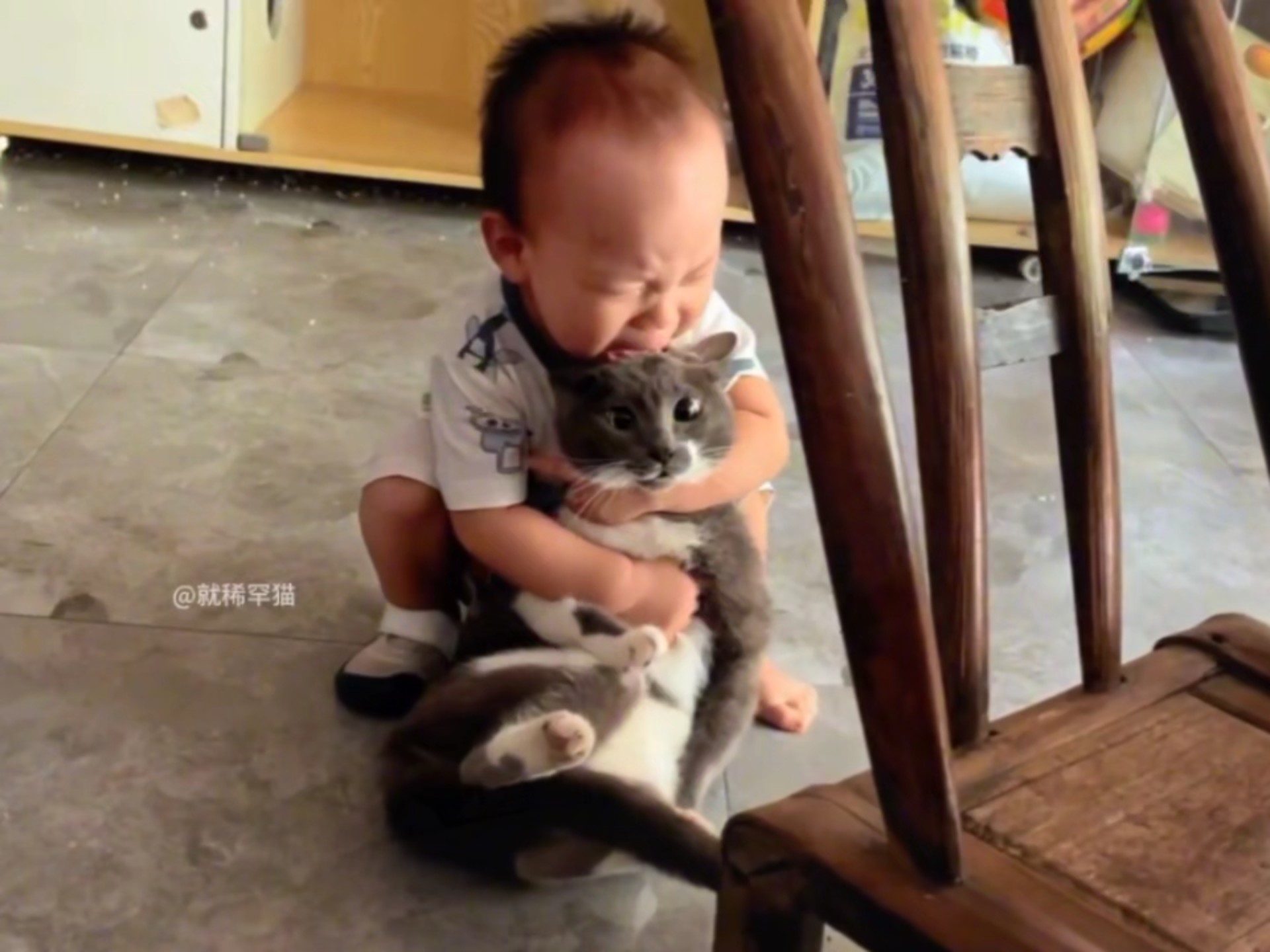 猫:看你生的活爹!