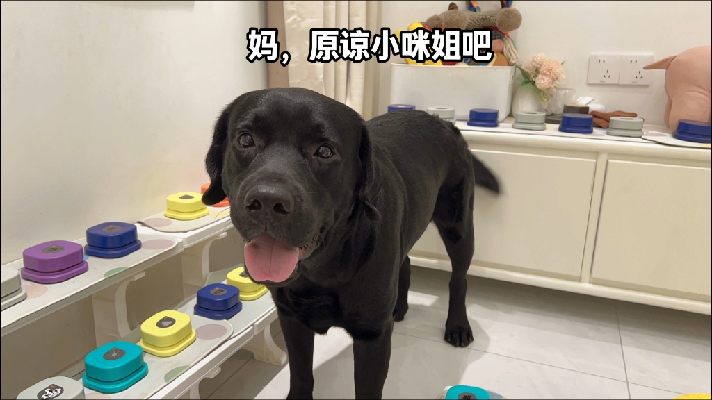 小咪惹妈妈生气，给大力操心的两边劝架调停，两个小毛孩的手足情