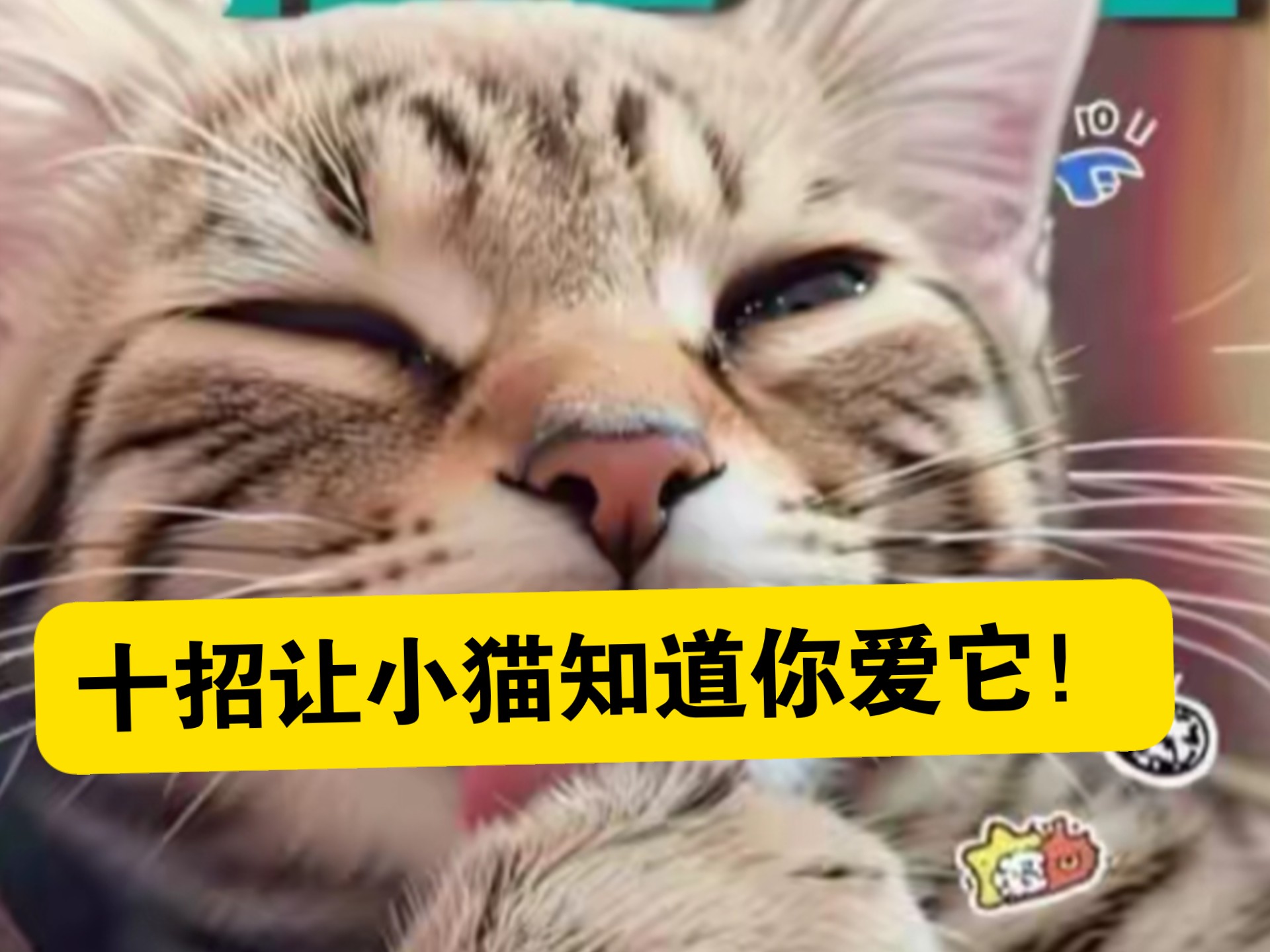 这十招让小猫知道你爱它！！