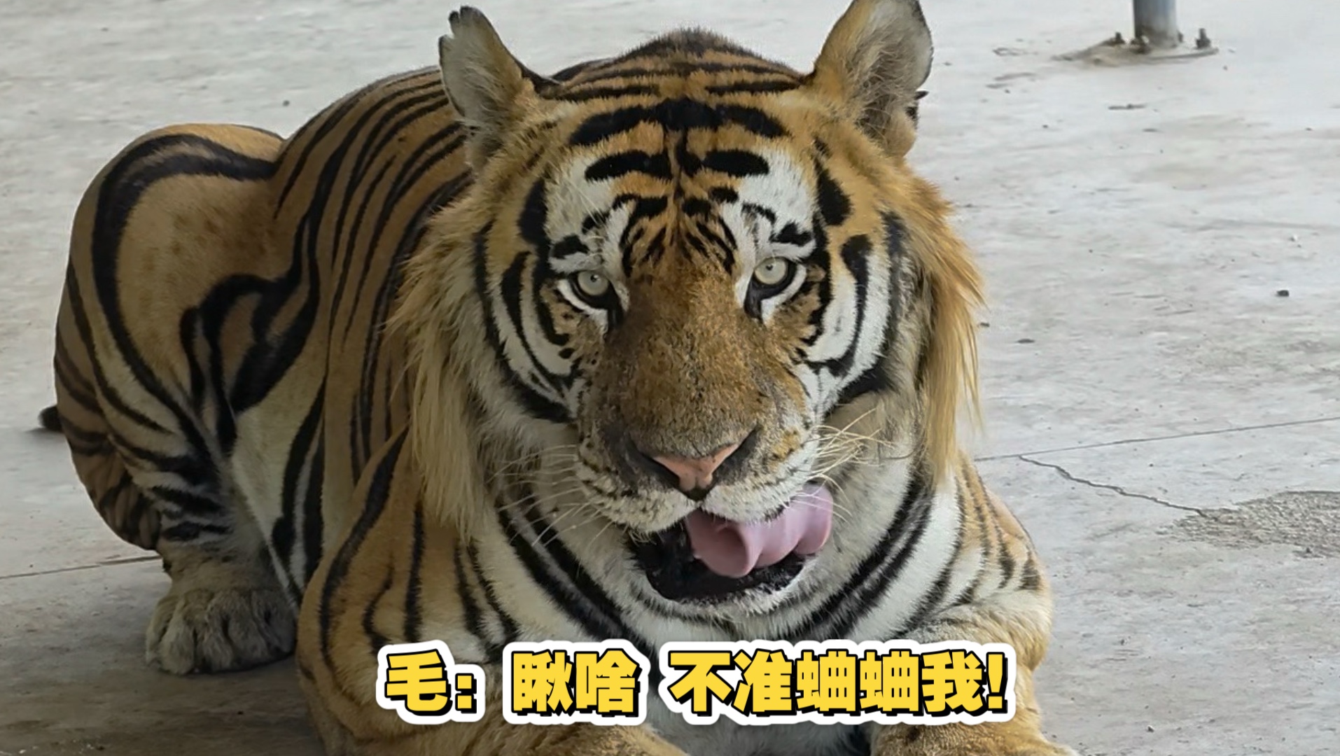 清洁工毛师傅下播后是如何工作的～（上周还在被小歪凶hhh