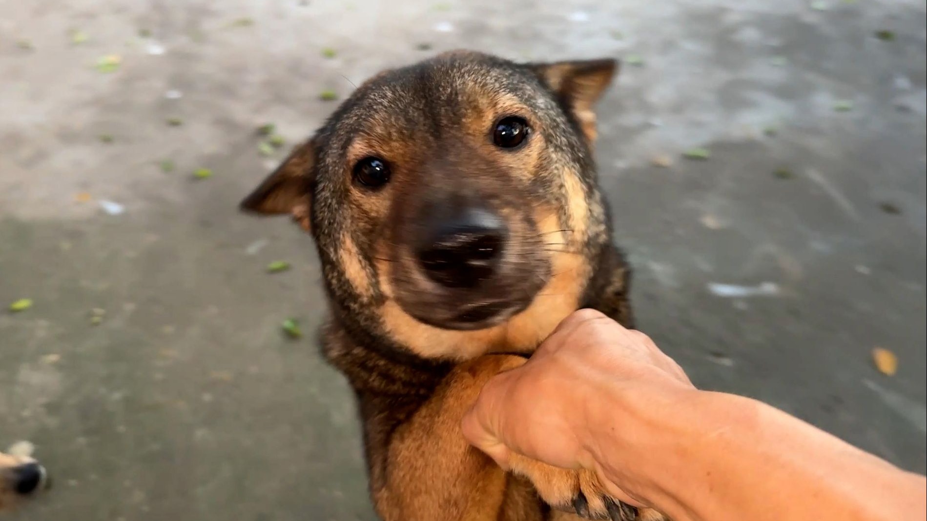 狗子：清注意倒车