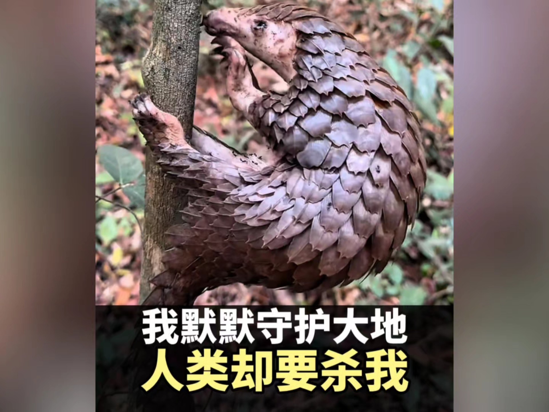 地球上即将灭绝的五种动物，或许再也见不到了