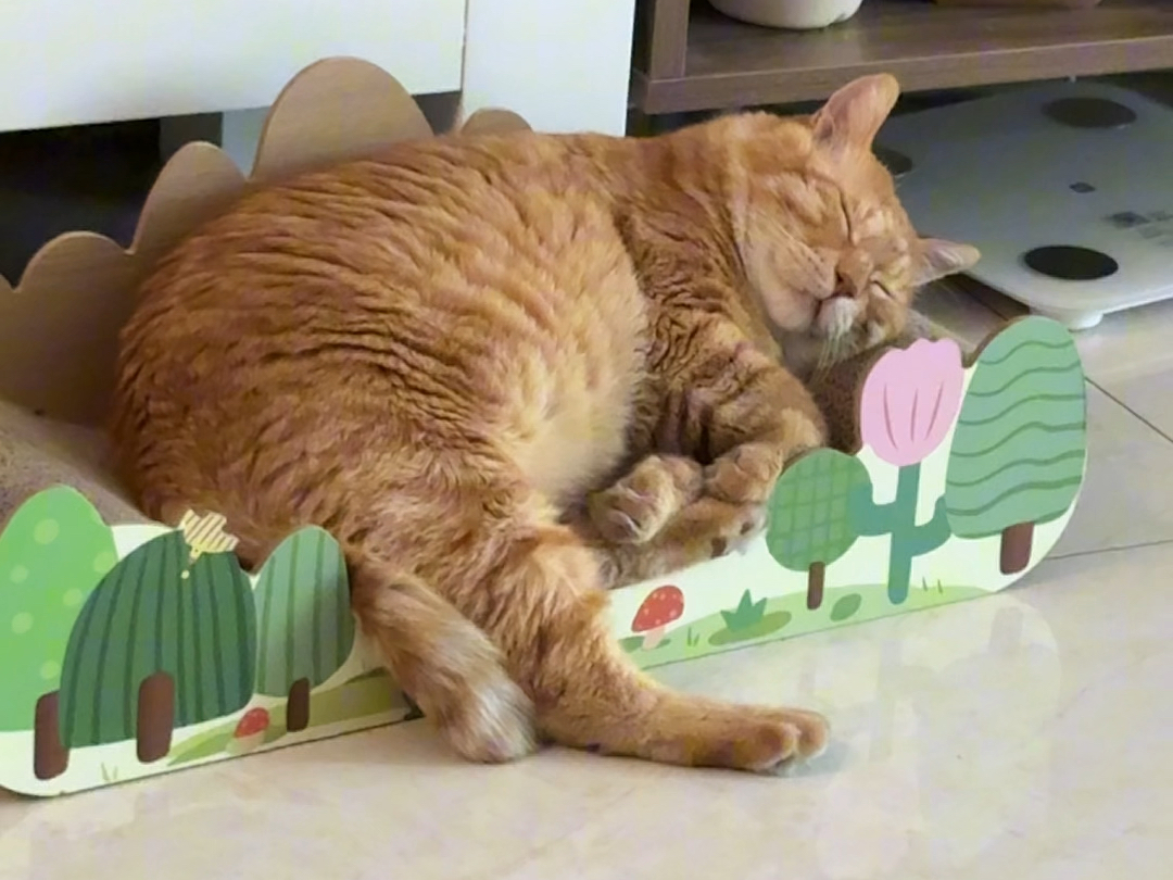 急需超级大肥猫尺寸猫抓板